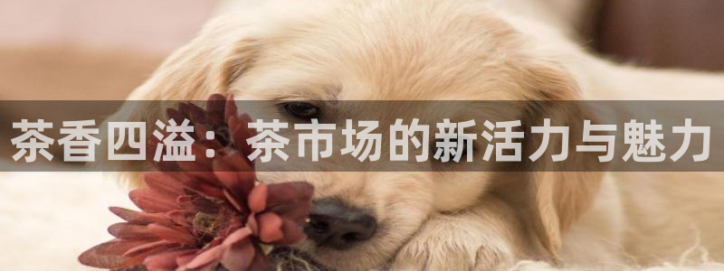 龙八国际手机app