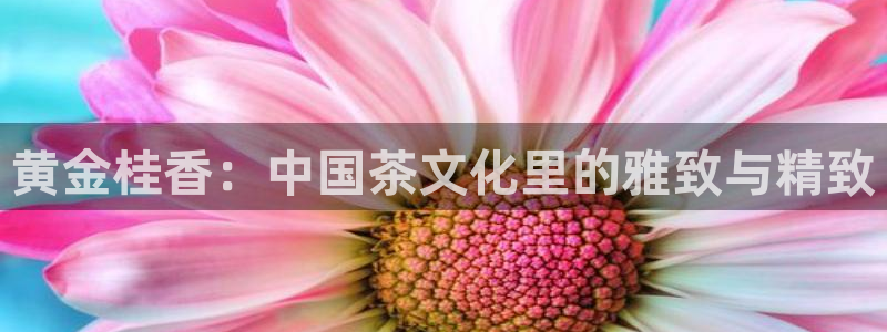 龙八国际苹果版