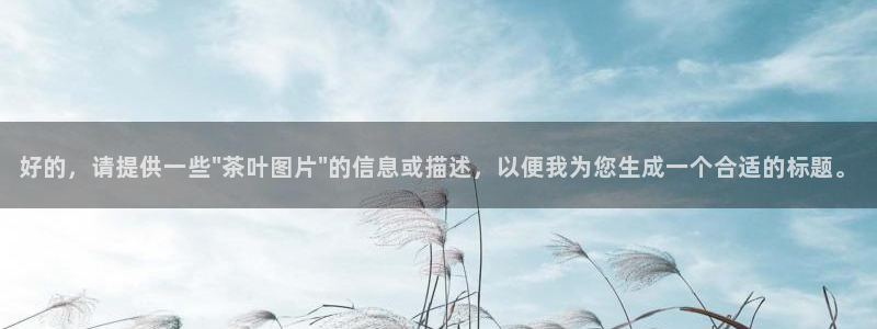 龙八国际 我的