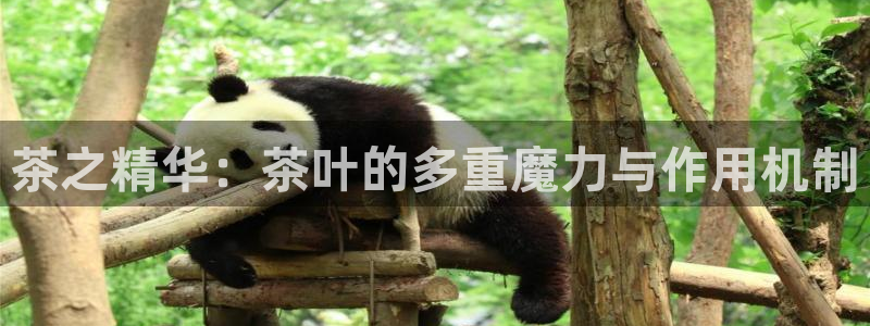 举报龙八国际