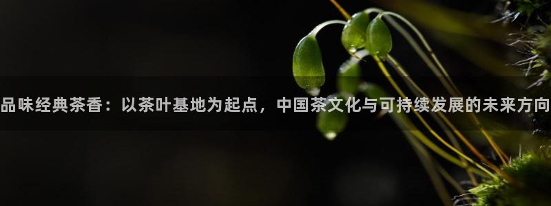 龙八国际娱乐网站多少