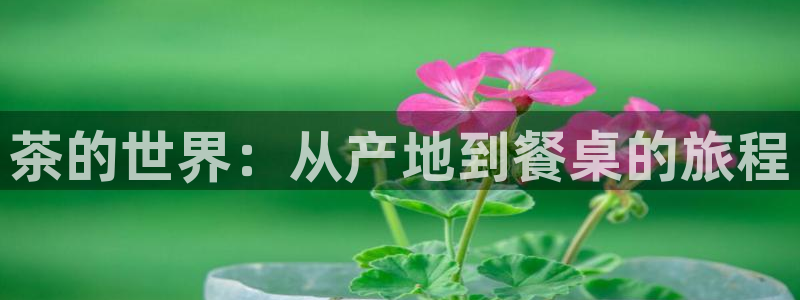 龙八国际优惠券